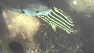 ちぎりダンゴを捕食するサカナ