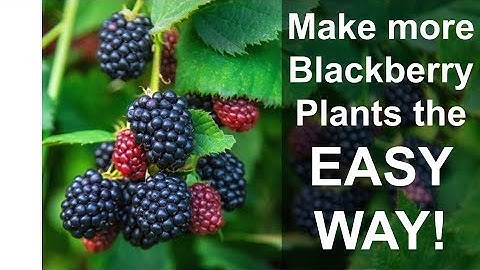 Thornless Blackberries - EASY Blackberry Propagation to Make More Plants