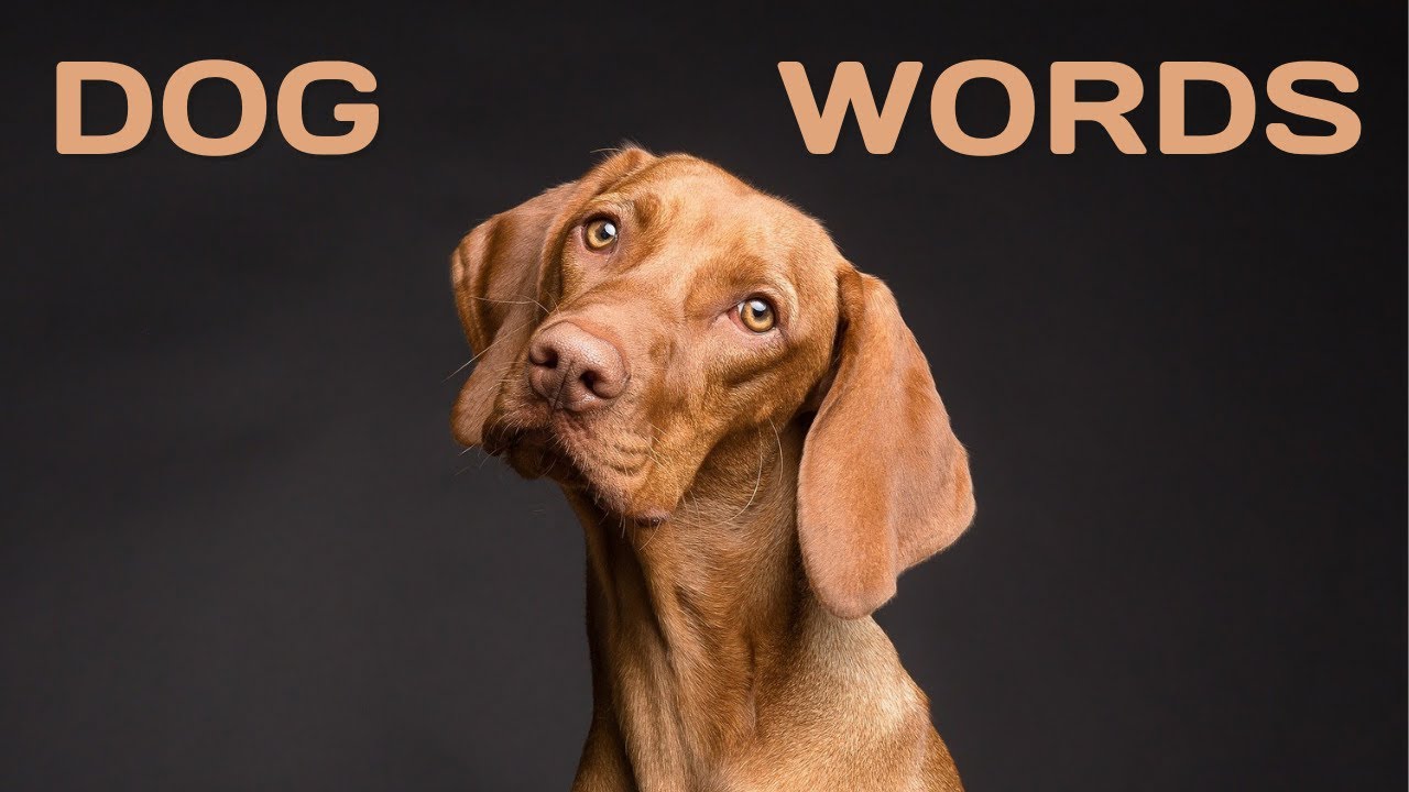 DOG WORDS English new words YouTube