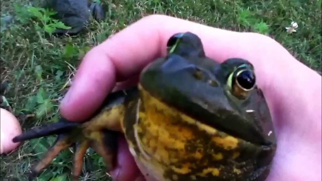 Croaking frog YouTube