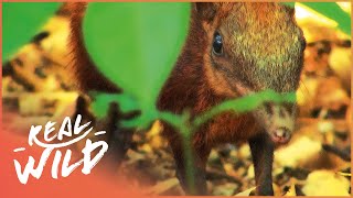 The Tiny Endangered Elephant Shrews of Africa [4K Animal Documentary] | Elephant Shrew | Real Wild