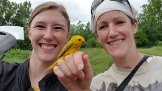 When warblers warn of cowbirds, blackbirds get the message