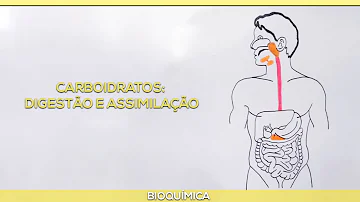 Qual órgão faz a digestão dos carboidratos?