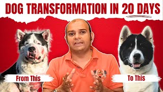 Skin Infected  Dog  Transformation in 20 Days | How To Heal Dog Skin Disease By Baadal Bhandaari