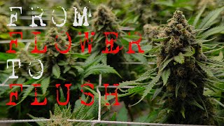 WHEN TO BEGIN FLUSHING YOUR PLANTS ( DOUBLE CHOC & STRAWBERRY COUGH ) | EPISODE SEVEN