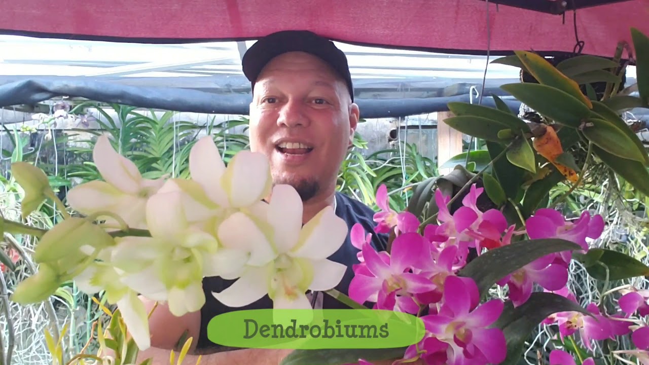 Boot Camp 0031: Generos y sus Cultivos 2