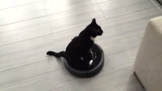 Two-legged kitten ditches tiny wheelchair for something much better