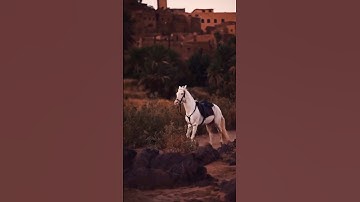 Surah al ikhlaas #egzonibrahimi #سورة_الإخلاص #ikhlas #cute #peacefullsong #islamicprayer #nature