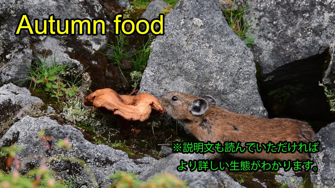 エゾナキウサギのボーカルコミュニケーション Part 2 と黒いエゾナキウサギの正体 Northern Pika Vocal Communication Part 2 16分06秒 4k撮影 Youtube エゾナキウサギのボーカルコミュニケーション Part 2 と黒いエゾナキウサギの正体 Northern Pika Vocal Communication Part 2 16分06秒 4k撮影 Youtube