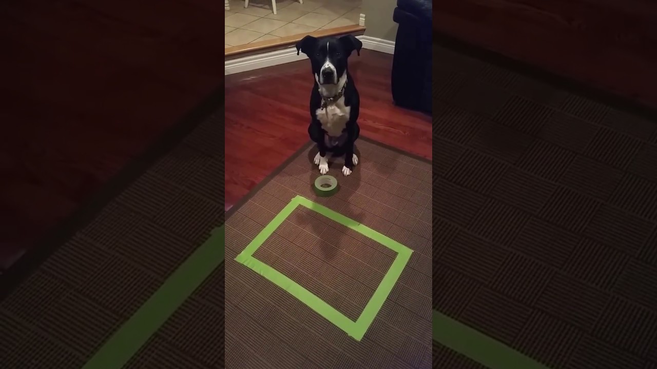 Cats sit in squares? YouTube