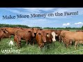 How to Make Money and Improve the Habitat- Cattle Farming