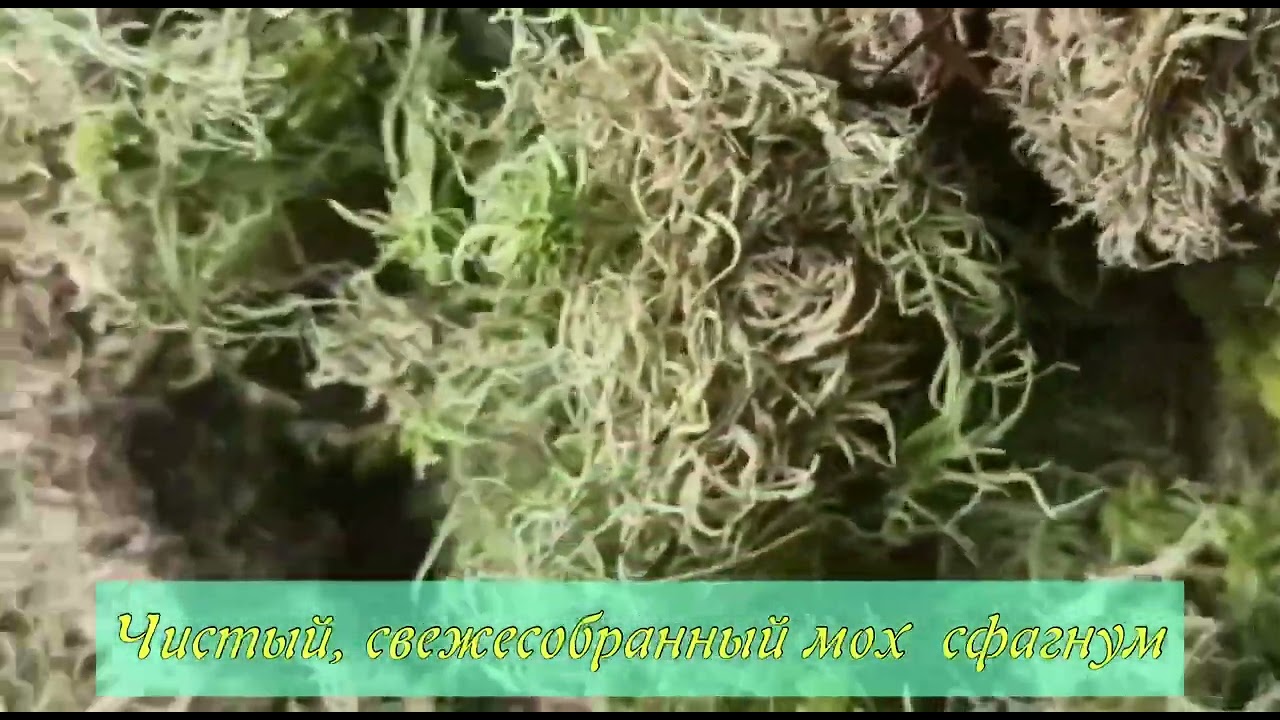 Сфагнум можно использовать в качестве перевязочного материала. Террариум из мха. укоренение черенков ели голубой в сфагнум мхе.