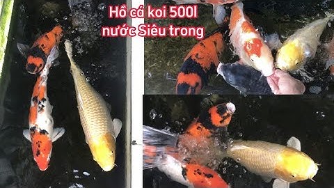 Hồ Cá Koi 500l Nuôi Cá F1 Và Nhật 40cm Đẹp - Dùng Bơm 10000l/h Nước Siêu Trong.Hồ A Kiểm ở Đắk Nông.