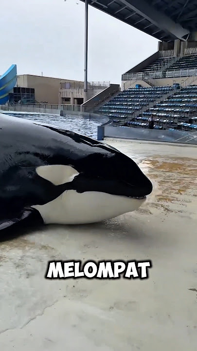 Download lagu Everyone Panicked When a Dolphin Jumped Out of the Pool—Only the Trainer Knows Why ⁉️🥰#shorts