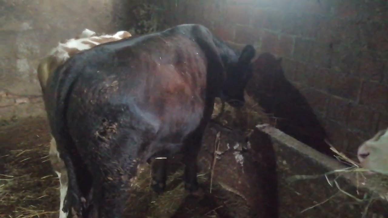 Angus Limuzin Şarole Melezleme