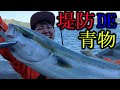 堤防から青物狙うの巻
