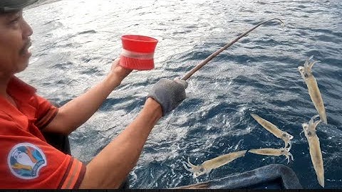 Câu Trúng Mẻ Mực Trủng , Mực Nổi , Mực Óng , Giấc Chiều Dầy Đặc