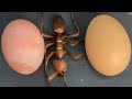 RAW EGG PEELING - Moha melo