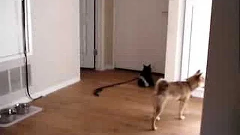 Smart Shiba Inu Taking Herself for a Walk