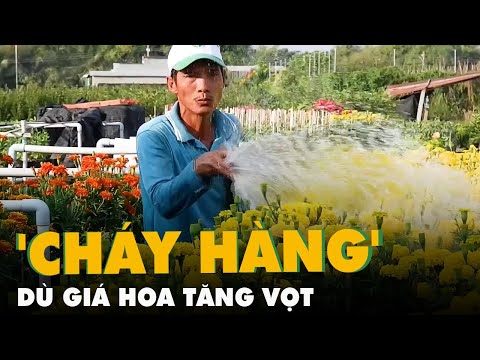 Video Hoa Tết Sa Đéc 'cháy hàng' dù giá tăng vọt - youtube