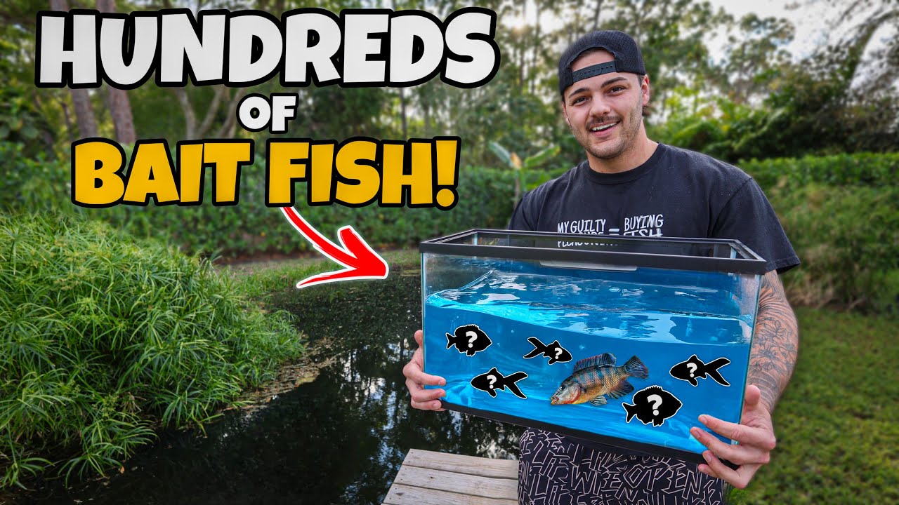 Stocking EXOTIC BAIT FISH in My BackYard POND!! - YouTube