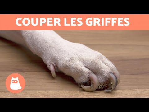 Vidéo: Demandez à un vétérinaire: Pourquoi mon chien n'aime-t-il pas se faire couper les ongles?