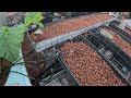 Hydroponic Giant Pumpkin, clay and channels cleaned out.