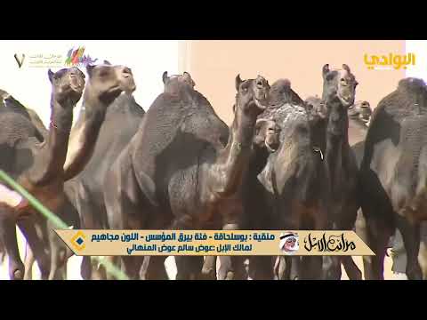 منقية بوسلحاقة لمالك اللإبل عوض سالم عوض المنهالي مهرجان الملك عبدالعزيز للإبل