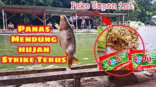 Gak Nyangka Pake Umpan Jus Stroberi Bikin Strike Tanpa Henti...!!!