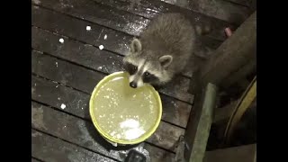 Six Baby Raccoons On Rainy Tuesday Night