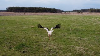 Drone with Birds. Ткаченково. Писарівка.