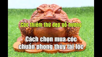 Ý nghĩa đồng tiền trong miệng cụ cóc thiềm thừ | Mua cóc phong thủy gỗ hương đẹp, chuẩn tài lộc