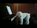 DOG playing and singing piano