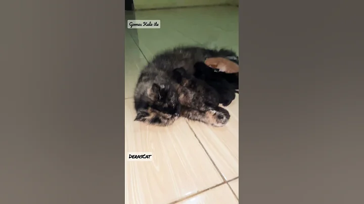 Watch the video about Dark and light kitten | #kucinglucu #catlovers #persian #kitten