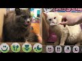 My talking tom and talking angela in real life diy