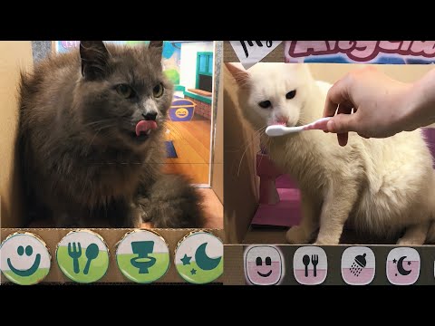 Video: Kucing Multi-jari Amerika