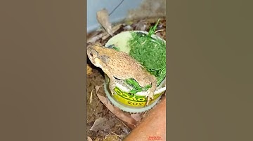 Con Cóc Leo Ra Khỏi Nhà Đi Kiếm  Miếng Ăn Thích Qua À,