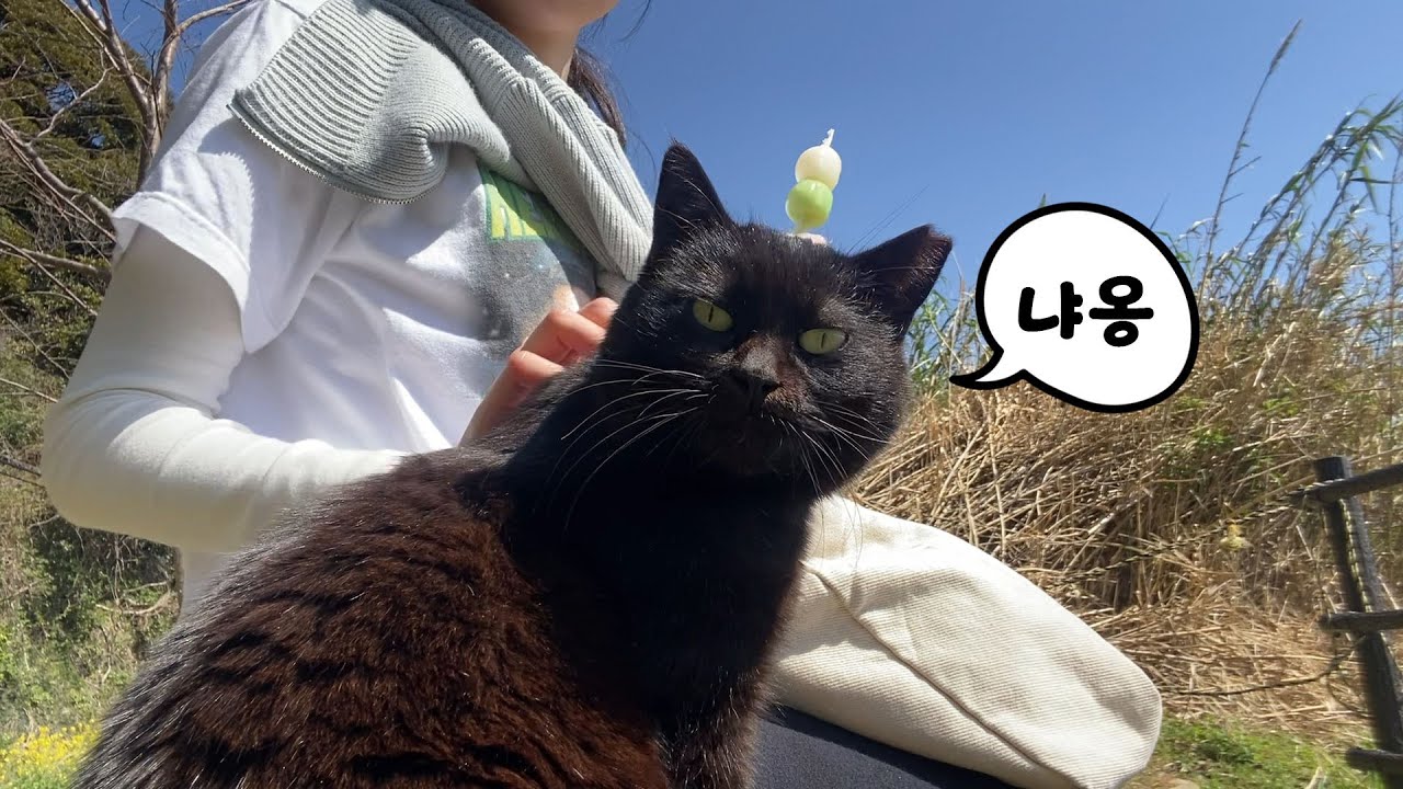 개쩌는 고양이 섬🐱 '아이노시마相島' 브이로그