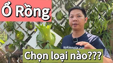 Loại Ổ Rồng nào phù hợp cho người mới chơi kiểng lá