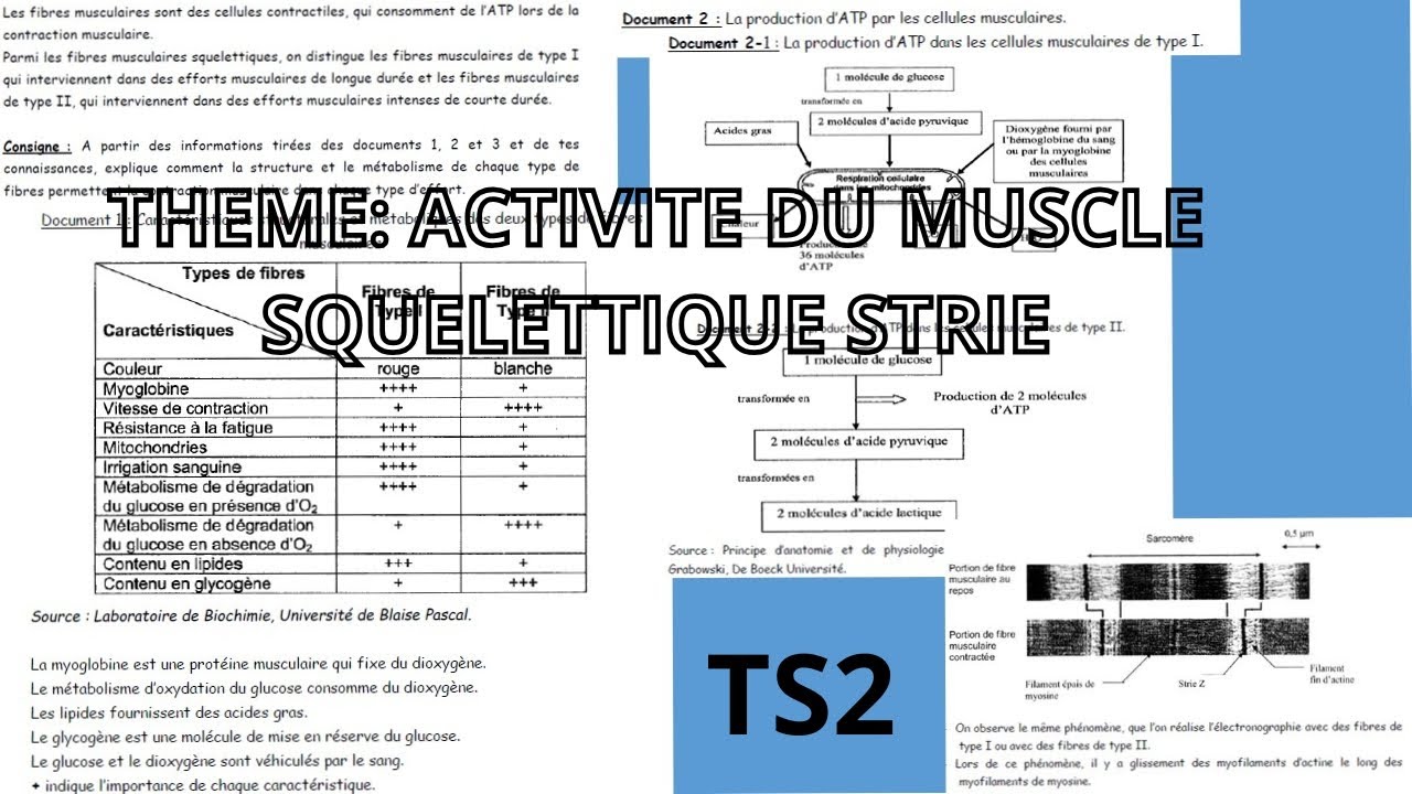 (SVT/TS) EXERCICE DE SYNTHESE 🔥💯ACTIVITE DU MUSCLE SQUELETTIQUE STRIE