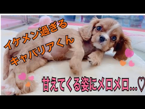キャバリア イケメンすぎるキャバリアくん 甘える姿にメロメロ Youtube キャバリア イケメンすぎるキャバリアくん 甘える姿にメロメロ Youtube