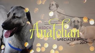 2017 Anatolian Shepherd Dog Specialty Championship Show by natatree 6,019 views 6 years ago 10 minutes, 31 seconds