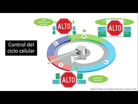 Seminario 2: Regulación del ciclo celular, Nivel experto