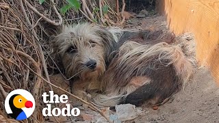 Abandoned Dog Learns To Trust Again After Making A Special Friend | The Dodo