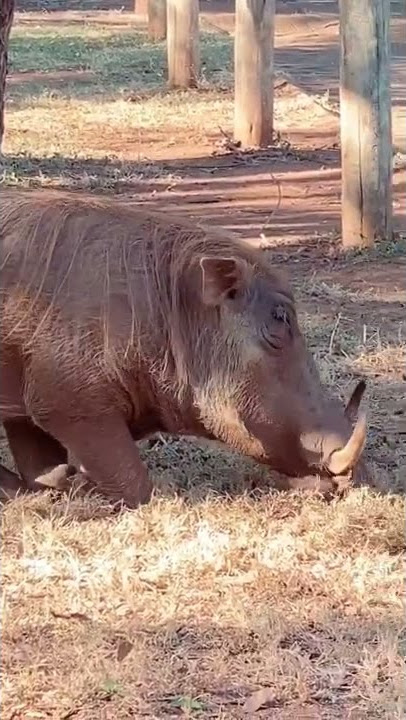penampkan babi hutan yang sangat tua dan besar