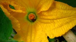 musi MVI_5916.AVI