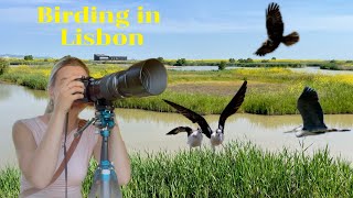 Birding in Lisbon, Portugal | EVOA - Tagus Estuary Birdwatching and Conservation Area