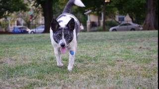 *FREE*  Dog 2  Web Background Video Loop (STOCK VIDEO FOOTAGE!)