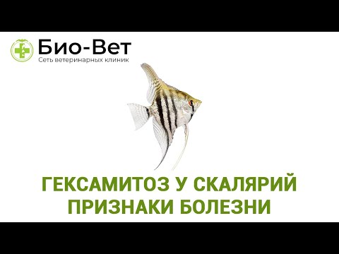 Гексамитоз У Скалярий: Признаки Болезни & Как Лечить Гексамитоз // Ветклиника Био-Вет