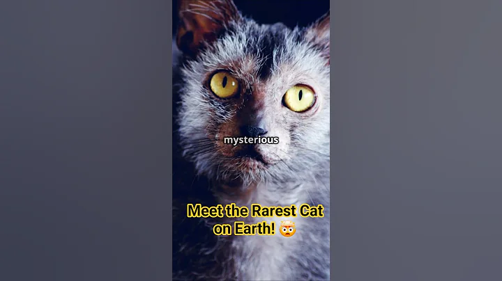 Video 9840171: amazing cat breeds, breed catlover